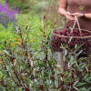 online-herbal-immersion-program-by-juliet-blankespoor