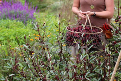 online-herbal-immersion-program-by-juliet-blankespoor