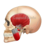 the-intelligent-body-tmj-program-feldenkrais-by-frank-wildman-free-download