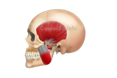 the-intelligent-body-tmj-program-feldenkrais-by-frank-wildman-free-download