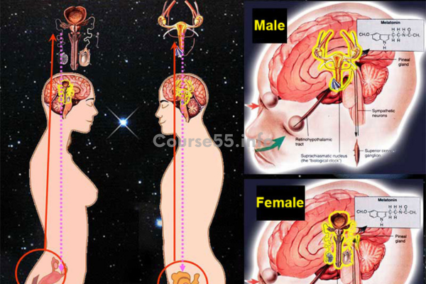 loving-energy-that-heals-transform-sexual-energy-to-life-force-intensive-12-13-sep-2021-by-mantak-chia-free-download